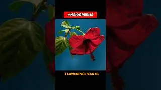ANGIOSPERMS #angiosperms || WHAT ARE ANGIOSPERMS || #shorts#viral#trending &bull;ONLY FOR LEARNERS&bull;