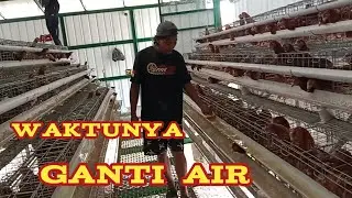 proses ganti air di kandang batrai