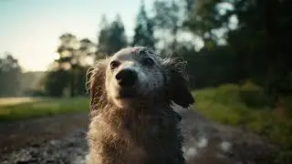 Brit Care Sustainable karma dla psa | zooplus.pl
