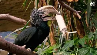 Geschenke f&uuml;r Silberwangen-Hornvogel und Kea im Zoo Berlin - Christmas gifts for birds at Zoo Berlin