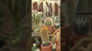 HAIRY CACTUS_CEPHALOCEREUS SENILIS 🌵🌵🌵 LIVING GIFTS NURSERY 🌻BAHONG, LA TRINIDAD_BENGUET || #SHORTS