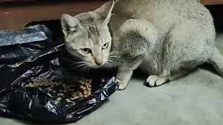 Feeding A Furry Visitor #straycat #cat #love #india #cute #billy #milk #catfood 🐈😺