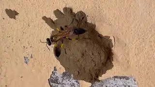 The wasp is working hard to build its home part-2