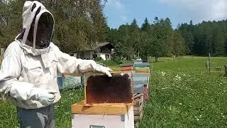Rinnovo dei favi del nido.
