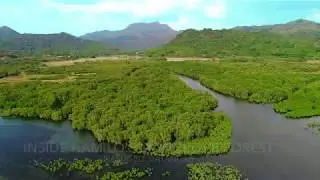 Inside Hamilo's Mangrove Forest