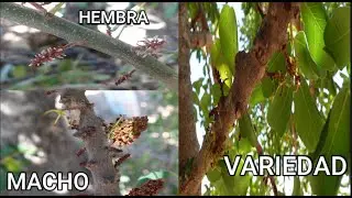ALGARROBOS |Diferencia flores MACHO y HEMBRA |Consejos poda y LIMPIEZA CARCOMA