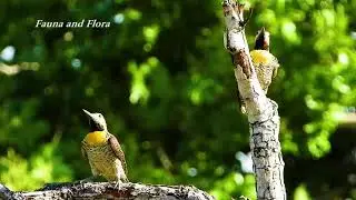 CAMPO FLICKER: Sounds! (COLAPTES CAMPESTRIS), PICA-PAU-DO-CAMPO, Large South American woodpecker.