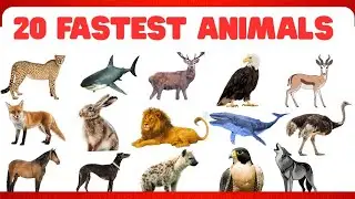 Top 20 Fastest Animals in the World | Speed Comparison of Land, Air & Sea Animals #animalsvideo 