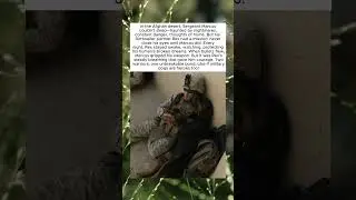 THE DOG WHO NEVER SLEPT UNTIL HIS SOLDIER DID