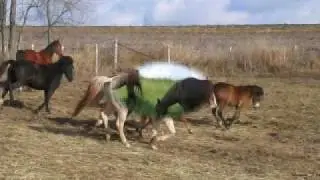 animal spirituality horse religion rek07rap james kenneth powell youtube 512
