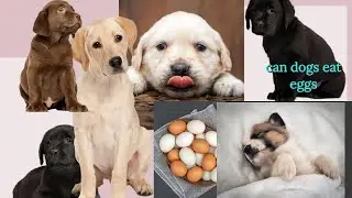 can dogs eat eggs