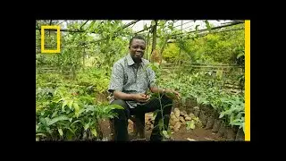 How Growing Trees Helps Fight Poverty in Cameroon | National Geographic