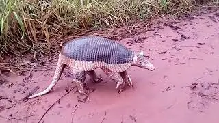 Tatu-canastra&nbsp;(Priodontes maximus).
