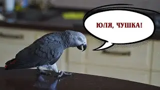 ✅ ПЕТРУНЯ ТРОЛЛИТ ЮЛЮ 🐦 ЖАКО ПЕТРУНЯ #смешныеживотные
