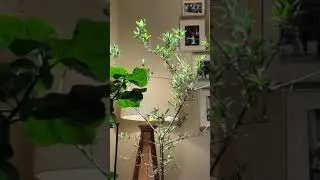 Flickering lights