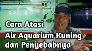 Cara Mengatasi Air Kuning Aquarium dan Penyebabnya