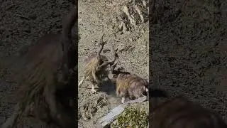 Pakistan's National Animal in the Wild ( Markhor )