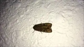 Moth sitting on wall