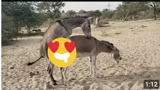 Donkey meeting new vidos #Animalslife #Donkeykong #donkeybreeding
