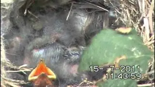 Pied Wagtail Chicks Feeding