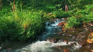 Nature's Gentle River Flow – Peaceful White Noise for Better Sleep, Focus, or Meditation Sessions