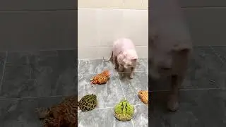 猫哥怂了 #funny #frog #animals