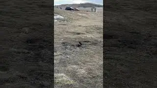 #canada #vlog #calgary #youtubeshorts #vlogger #calgarylife #nature