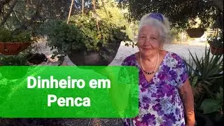 🌿🍀Planta que atrai FORTUNA! Fui ao Baú dos meus videos guardados💚
