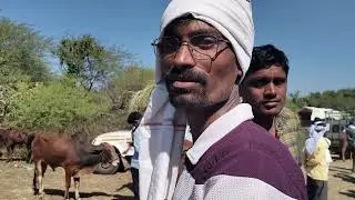 #प्रसिद्ध बैल बाजार लोणार सरोवर जि बुलढाणा #एक नंबर टॉप क्वालिटीच्या जोड्या खात्रीशीर #गावराण वासर