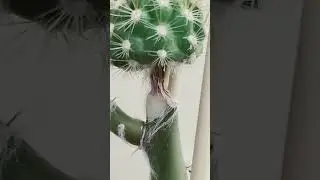 Trichocereus psuedocandicans Failed Graft - Cactus Grafts Roots