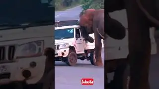 Don't feed wild animal 😱 #wildlife #animals #nature #danger #shorts