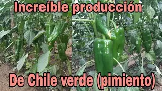 Cultivo de Chile verde (pimiento) en producción
