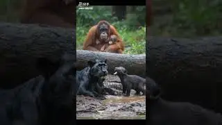&ldquo;Wild Animals 🐾 | The Untamed Animal World | Caveman Worlds&rdquo; #cavemanlife