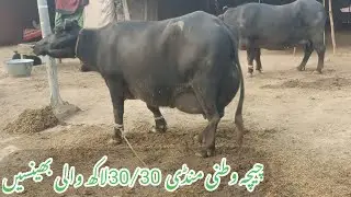 چیچہ وطنی  منڈی کی تازہ ترین صورتحال گجر ٹی وی عارف والا ،،،December 22, 2025