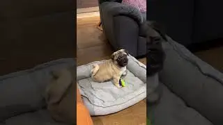 Как быстро растут дети🥹#pug #puglife #pugworld #puglove #puppylife #puppylove #puppyworld #pugs