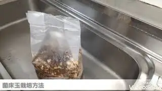 しいたけ菌床玉栽培方法