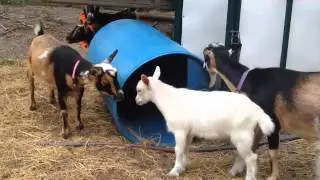 The Blue Barrel