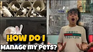How to Manage Pets|Pet Care tips & Daily routine #vlogger