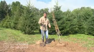 Comment d&eacute;placer un arbre ?