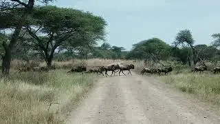 The Great Wildebeest Migration in Masai Mara | Ultimate Safari Experience with Super Africa Safaris