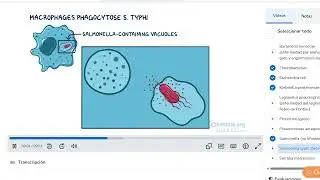 Salmonella (no tifoidea), Salmonella typhi (fiebre tifoidea)Serratia y Shigella