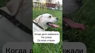 Только не плаксавай😤 #fluffylife #милыесобаки #лабрадор