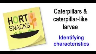 Caterpillars and Caterpillar-like Larvae: Identifying Characteristics