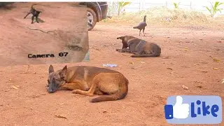 Belgium mallinious attacking king cobra to save birds in mango garden. Best guarding dog&rsquo;s for farm