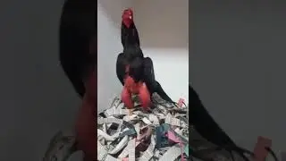 shamo lover ll shamo birds #shorts #subscribe