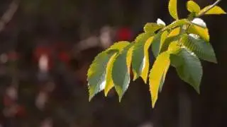D&uacute;o Din&aacute;mico  -  Las Hojas Verdes