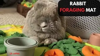 My Rabbit&rsquo;s Favorite Foraging Mat from LuftPets! 🐇 | Fun & Interactive Playtime