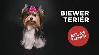 🐶 Chcete poznat plemeno biewer teriér? Další atlas plemen je tu...
