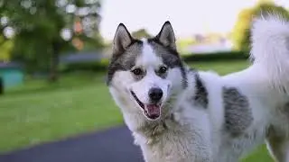 dogs animals, saved your children from this dogs, save your pets and must aware yourself.