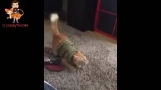 Приколы с котами! С ОЗВУЧКОЙ! Смешные коты и собаки! САМЫЕ СМЕШНЫЕ ЖИВОТНЫЕ!!!